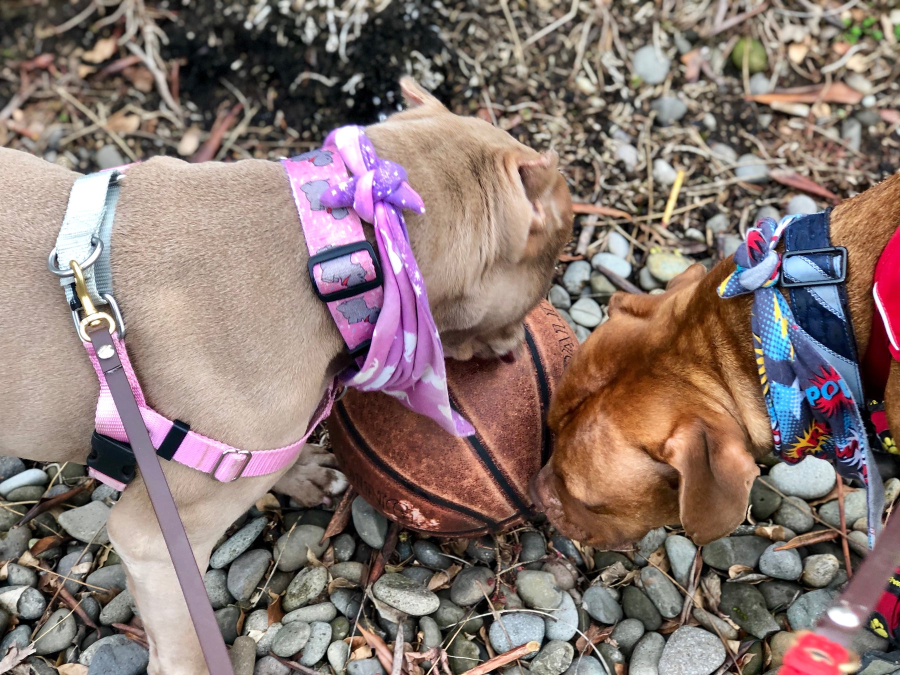 Why You Should Let Your Dog Stop and Sniff
