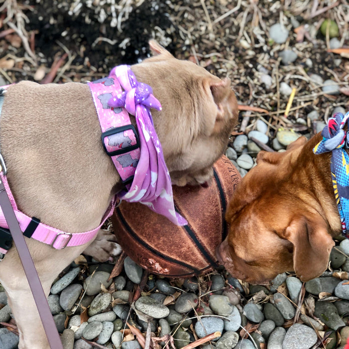 Why You Should Let Your Dog Stop and Sniff