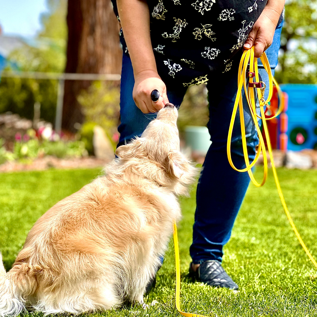 The Best Training Treats for Your Dog