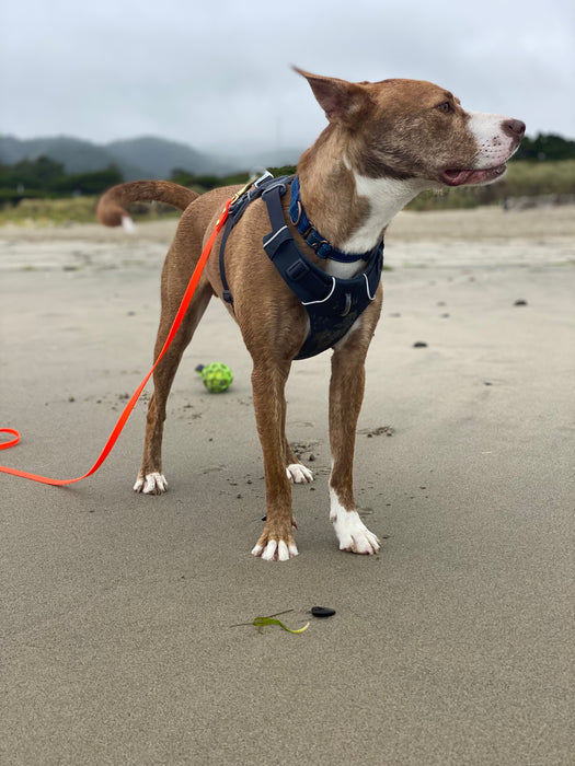 Long Line/Leash Extension or Drag Line