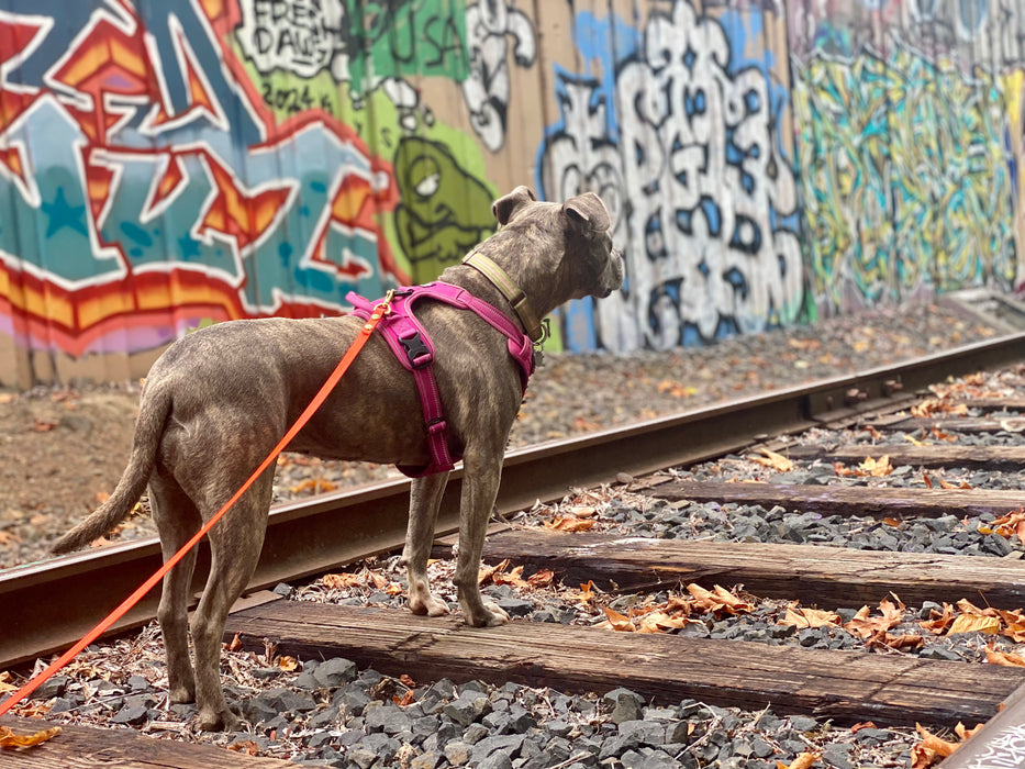 Long Line/Leash Extension or Drag Line