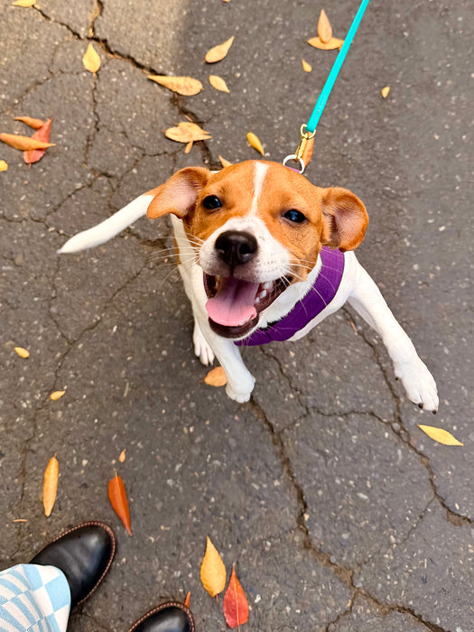 The Little Dog - for dogs 2-15 lbs.