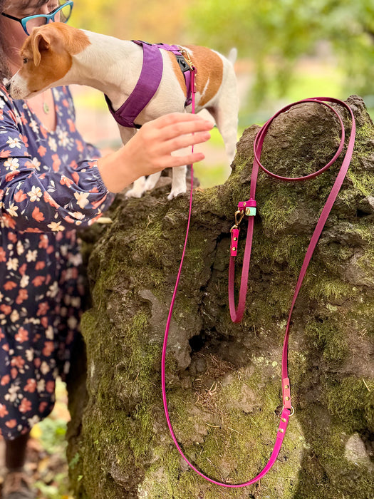 The Whole Shebang - for dogs 5-125 lbs