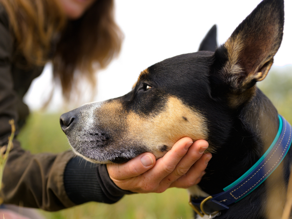Premium Dog Collars