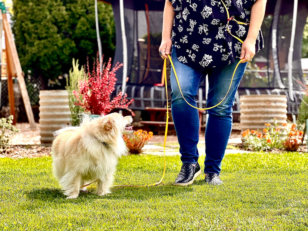 The Little Dog (The Arlo)