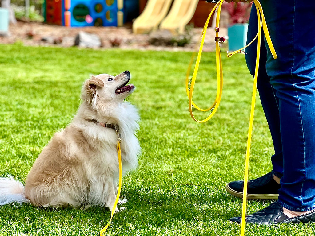 The Little Dog (The Arlo)