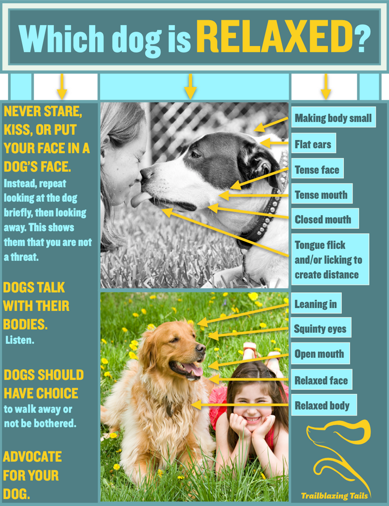 Child and Dog Interaction Guide ©