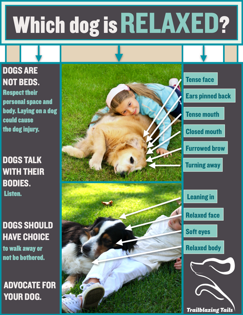 Child and Dog Interaction Guide ©