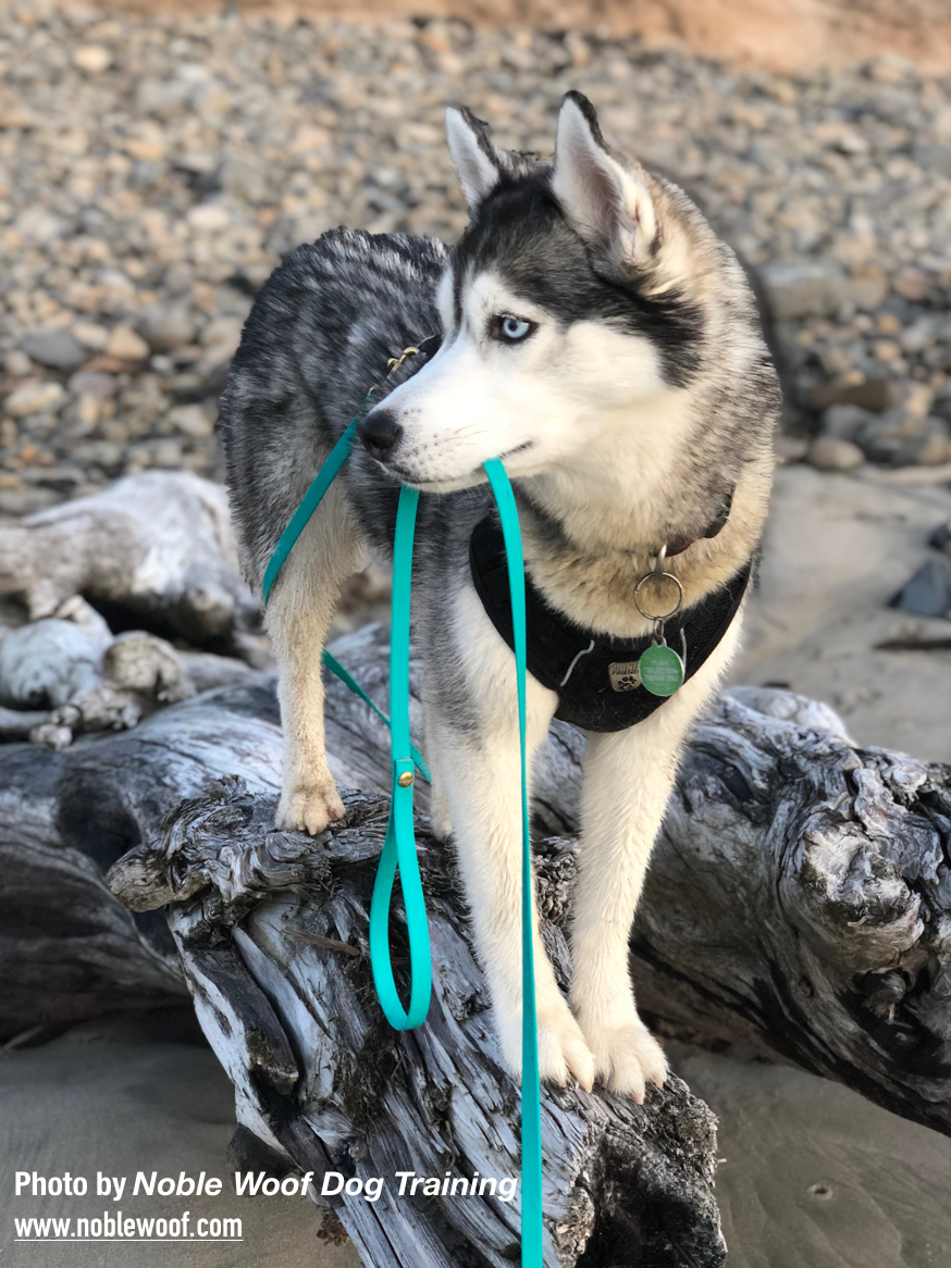 Triple crown dog collar 2025